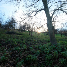 Prodej pozemku v Šumicích